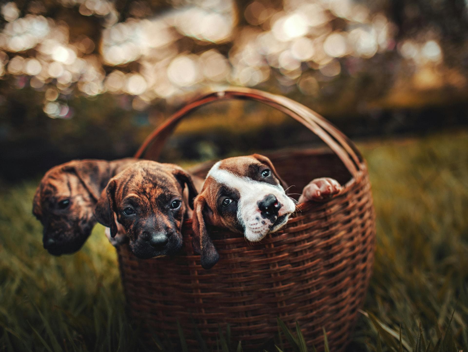 Three puppies in a wicker basket